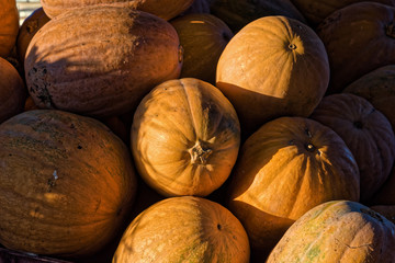 Pumpkins for sale at sunset in Kos island, Greece