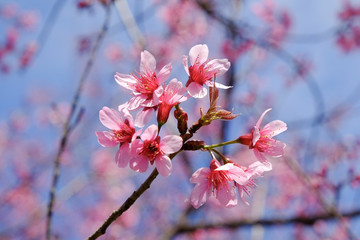 Wild himalayan cherry flower with filter effect retro vintage st