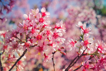 Wild himalayan cherry flower with filter effect retro vintage st
