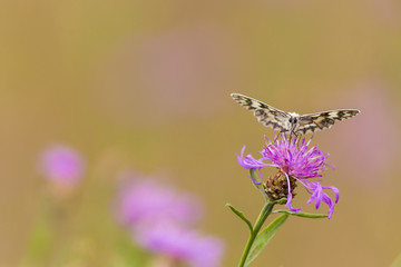 Butterfly on the summer meadow