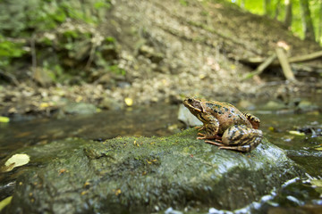 Common Frog