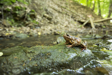 Common Frog