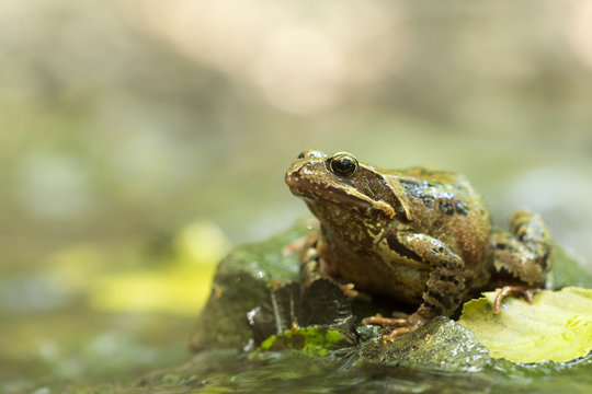 Common Frog