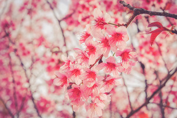 Wild himalayan cherry flower with filter effect retro vintage st