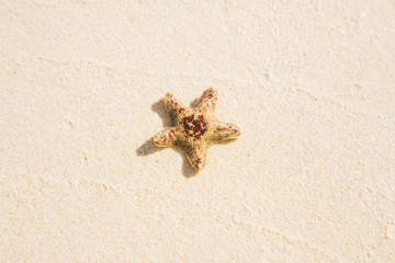 Fototapeta na wymiar Little starfish in the sand