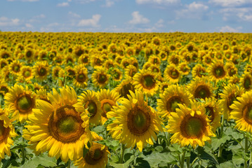 Fototapeta premium Masses of sunflowers on Ukrainian agricultural field at June.