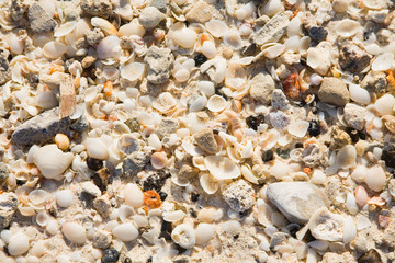 small shells on the coast