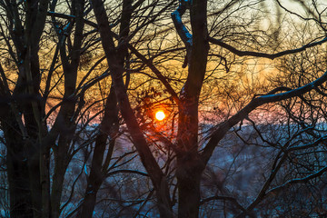 Wschodzące słońce pomiędzy konarami drzew © Piotr Gołębniak