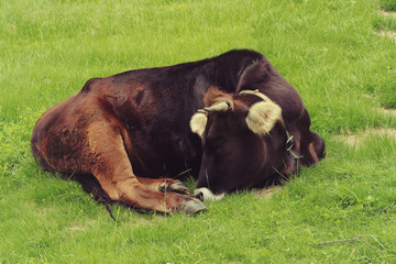 Cow resting in the mountains