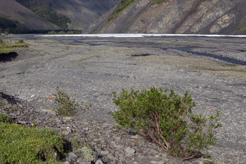 Bank ruined mountain river and fallen tree. Moma Mountains. Yakutia. Russia.