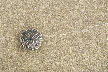 Sea urchin shell on the beach sand. Copyspace right.