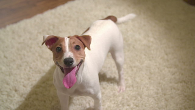 cute puppy Jack Russell Terrier, lots of fun smiling, slow motion