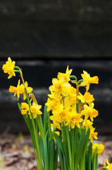 yellow daffodils growing in a springtime garden
