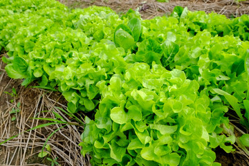 Rows of fresh lettuce plants on a fertile field, ready to be harvested