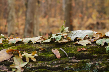  bark of a tree covered with moss
