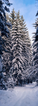 Fototapeta Vertical panorama of the winter forest