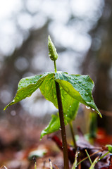 trillium plant growing in the spring rain