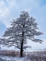 Winter am Müggelsee 