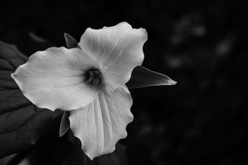 Black and white trillium flower with a film filter