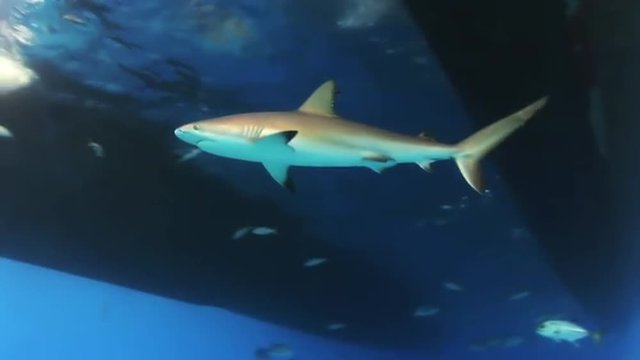 Shark searching for food under the bottom of the ship. Amazing, beautiful underwater world Bahamas and the life of its inhabitants, creatures and diving, travels with them. 