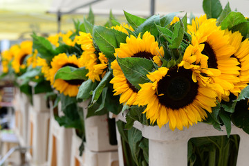 Sunflowers at Delft Market
