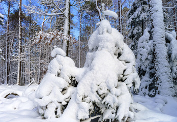 Beautiful snowy forest landscape, season concept