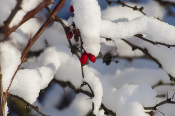 a winter pore, is snow-bound branches of trees