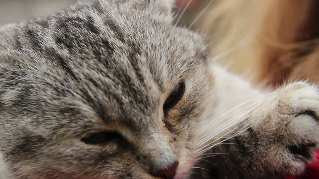 Closeup shot of person petting lovely gray cat, human kindness to animals