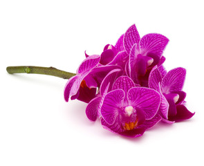 Obraz premium Orchid flower head bouquet isolated on white background cutout