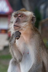 Contemplative Monkey at  Tiger Cave Temple, Krabi, Thailand