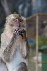 Monkey making eye contact while eating  peanut at  Tiger Cave Temple, Krabi, Thailand