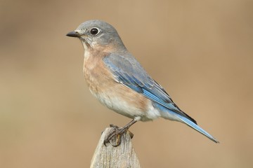 Female Eastern Bluebird