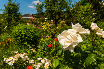 Naklejka premium Bush of beautiful roses in a garden