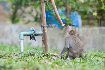Monkey drinking water at Tiger Cave Temple, Krabi, Thailand