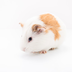 Tame curios pet isolated on white background. Cute white and brown guinea pig