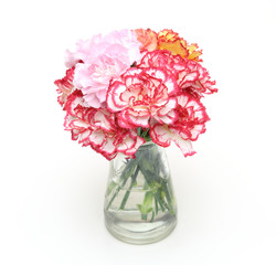 カーネーション