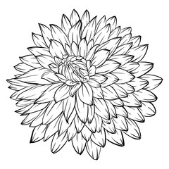 black and white dahlia flower isolated