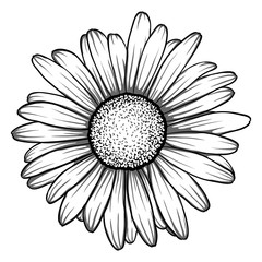 Naklejka premium piękny monochromatyczne, czarno-białe stokrotki kwiat na białym tle.