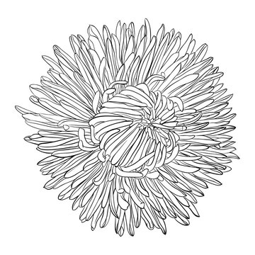 Beautiful Monochrome, Black And White Aster Flower Isolated.