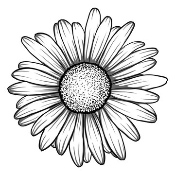 beautiful monochrome, black and white daisy flower isolated.