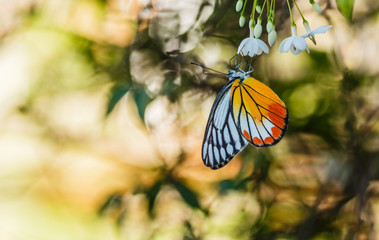 butterfly on flower