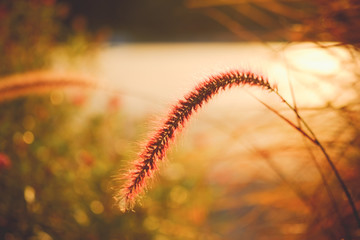 field of grass during sunset with filter effect retro vintage style