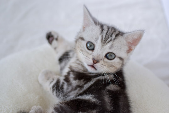 A serious looking kitten. 真剣なまなざしの子猫