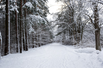 Trees in a winter forest