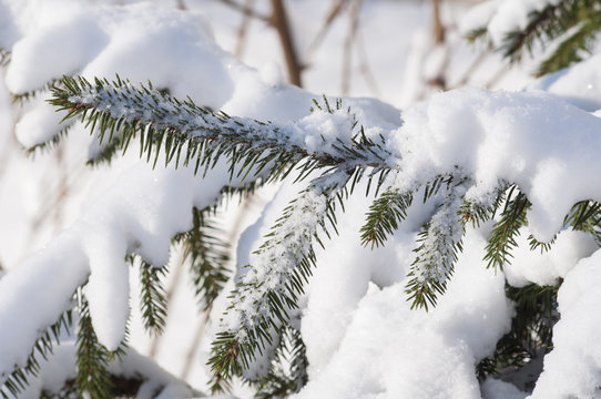 
Winter .zimnyaya nature, plants in the snow,