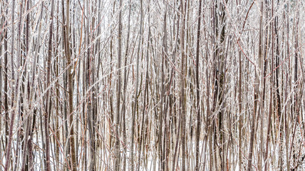 dense winter forest