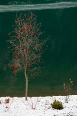 Pianta spoglia con rami carichi di bacche rosse in riva a un lago in inverno con la neve