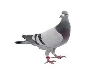 Grey sport pigeon isolated on white