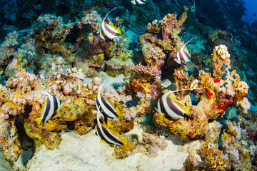 Fototapeta na wymiar Red sea bannerfish
