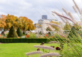 Grass flower in the city park in Paris on a sunny day on the background of the city © Daddy Cool